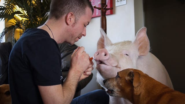 Ein Mann füttert seine beiden Haustiere: einen Hund und ein Schwein.