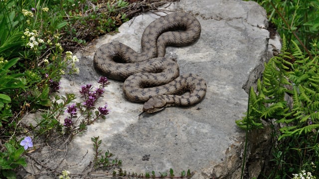 Viper auf einem Stein. Viper auf einem Stein.