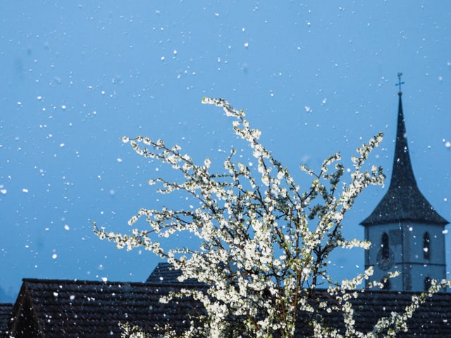 Blüten und Schnee.