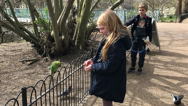 Kinder Füttern grünen Sittich im St. James' Park. Kinder Füttern grünen Sittich im St. James' Park.