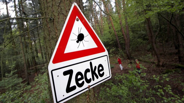Noch nie so viele Zeckenvirus-Ansteckungen im Aargau