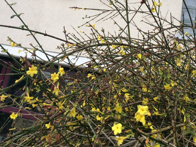Ein blühender Forsythienstrauch.