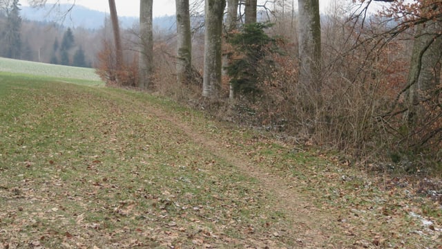 Weg am Waldrand Weg am Waldrand