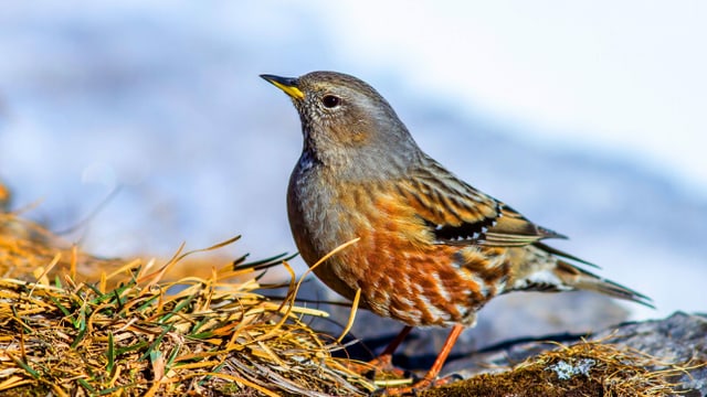 Ein rötlicher-grauer Vogel in einer Berglandschaft. Ein rötlicher-grauer Vogel in einer Berglandschaft.
