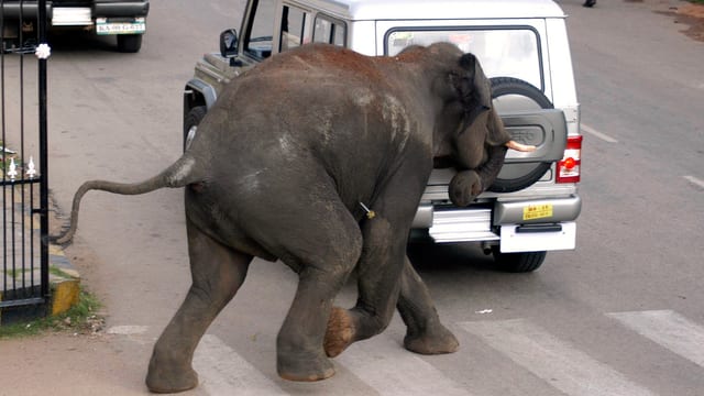 Ein Elefant stürmt auf die Strasse. Ein Elefant stürmt auf die Strasse.