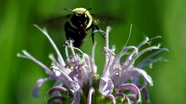 Eine Biene im Anflug auf eine geöffnete Blüte mit violetten Blättern Eine Biene im Anflug auf eine geöffnete Blüte mit violetten Blättern