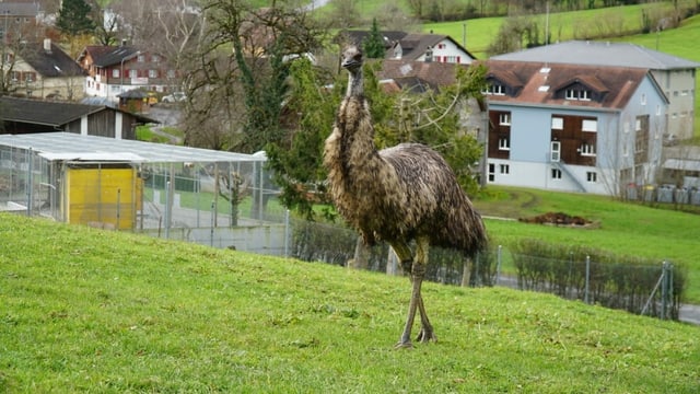 Emu auf Wiese Emu auf Wiese