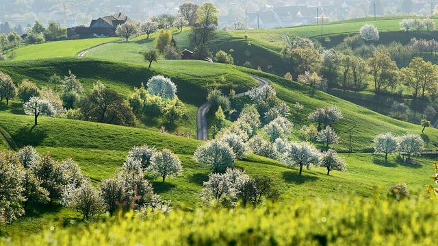 Jura-Landschaft mit Kirschbäumen Jura-Landschaft mit Kirschbäumen