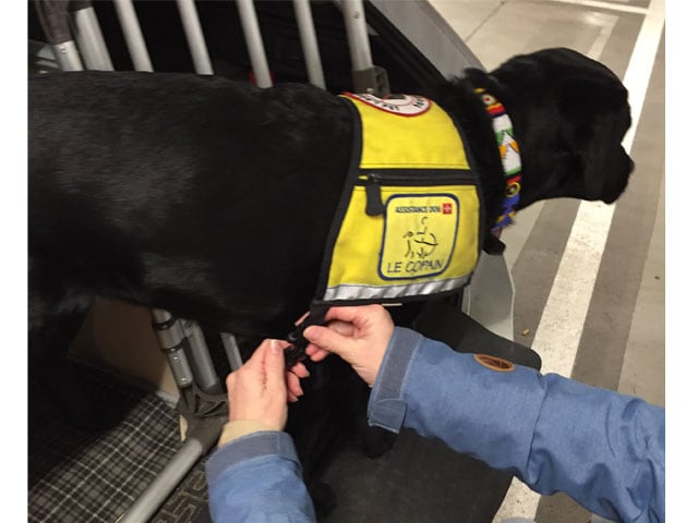 Familie und Freizeit Assistenzhund Rollstuhlfahrerin darf nicht ins