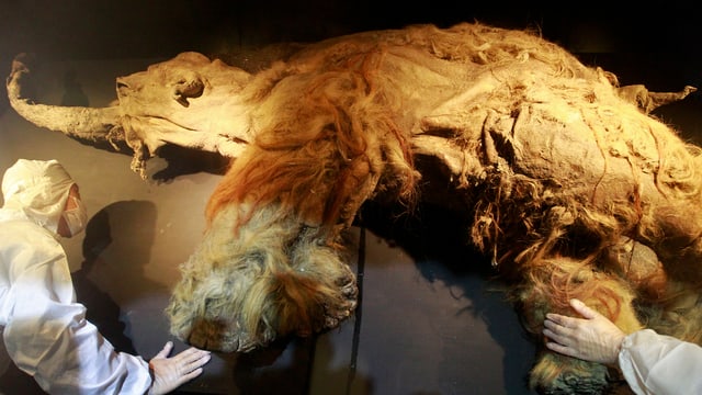 Ein Wollhaarmammut aus dem Permafrost Ein Wollhaarmammut aus dem Permafrost