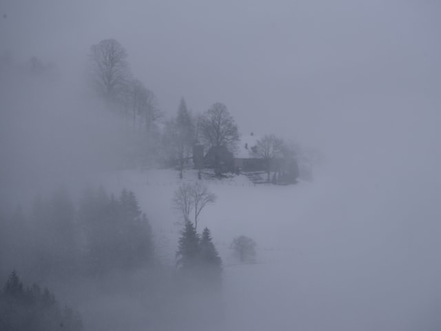 Tannen und Bäume in nebelverhangener Schneelandschaft.