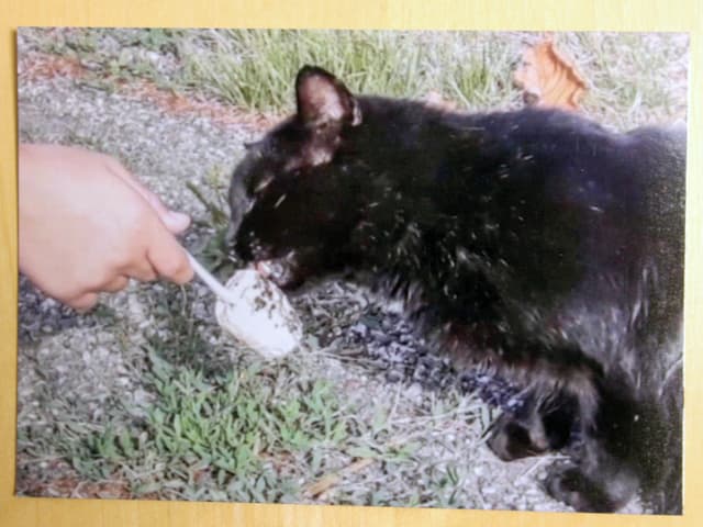 Karte mit Katze drauf die an einem Glacé schleckt