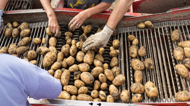 Kartoffeln. Kartoffeln.