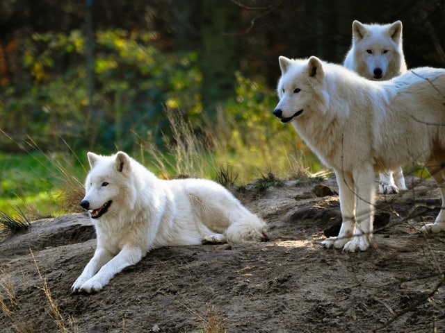 Polarwölfe