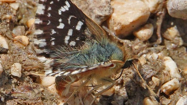 Der Schmetterling. Der Schmetterling.