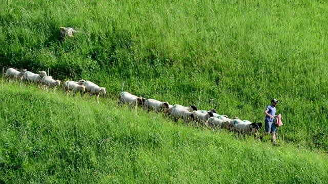 Schafe gehen auf einer Wiese hinter einem Mann her. Schafe gehen auf einer Wiese hinter einem Mann her.