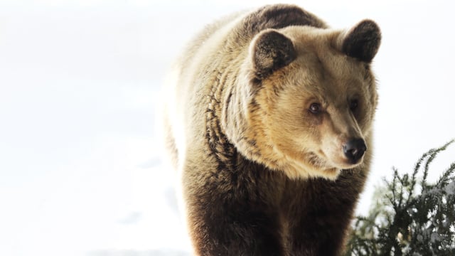 ein Bär im Schnee ein Bär im Schnee