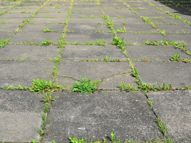 Gehwegplatten. In den Zwischenräumen wächst Unkraut.