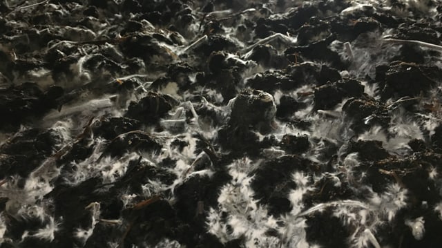 Weissliches Mycelium wächst aus Erde und Substrat. Weissliches Mycelium wächst aus Erde und Substrat.