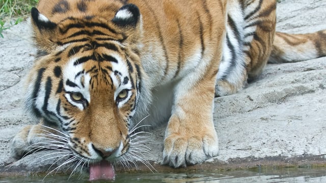 «Eine Tigerin wie Elena wird ein Teil der Familie.» Zoodirektor Alex Rübel im Interview