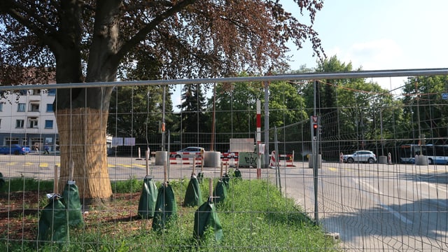 Die verpflanzte Rotbuche bekommt um den Stamm einen Sonneschutz und am Boden eine Bewässerungsanlage. Die verpflanzte Rotbuche bekommt um den Stamm einen Sonneschutz und am Boden eine Bewässerungsanlage.