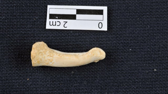 Knochen mit Massstab Knochen mit Massstab