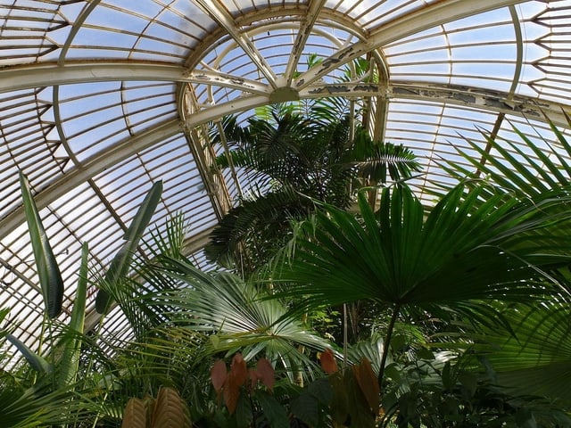 Palmen in einem Gewächshaus. Palmen in einem Gewächshaus.