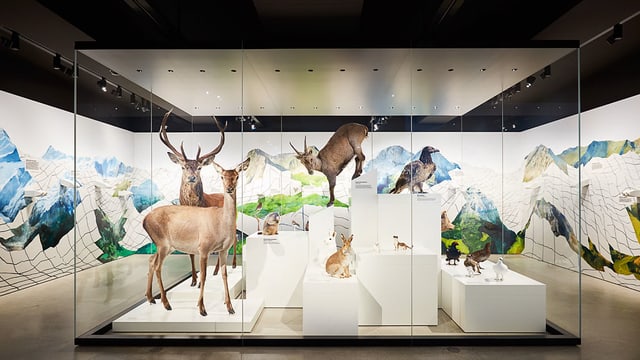 Ausgestopfte Tiere Ausgestopfte Tiere