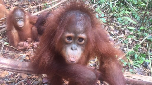 Orang-Utan-Baby Orang-Utan-Baby