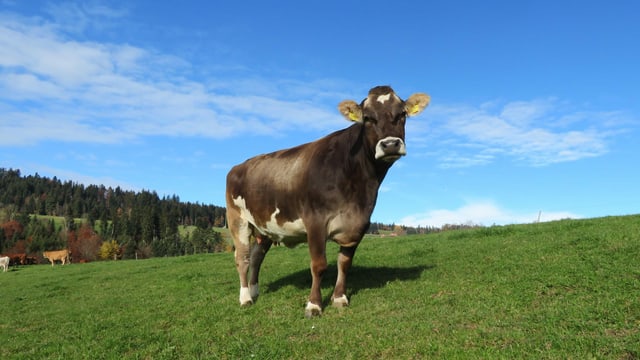 Eine Kuh geniesst im Emmental das milde Herbstwetter.