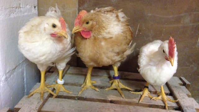 Mastpoulets und ein kleinerer «Bruderhahn». Mastpoulets und ein kleinerer «Bruderhahn».