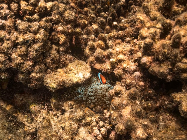 KLeiner oranger Fisch in einem toten Korallenriff