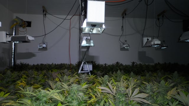 Die Hanfplantage in einem alten Bunker bei Wimmis. Die Hanfplantage in einem alten Bunker bei Wimmis.
