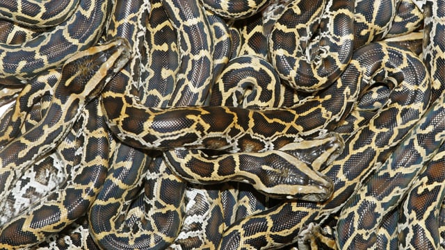 Viele Tigerpythons liegen eng beieinander. Viele Tigerpythons liegen eng beieinander.