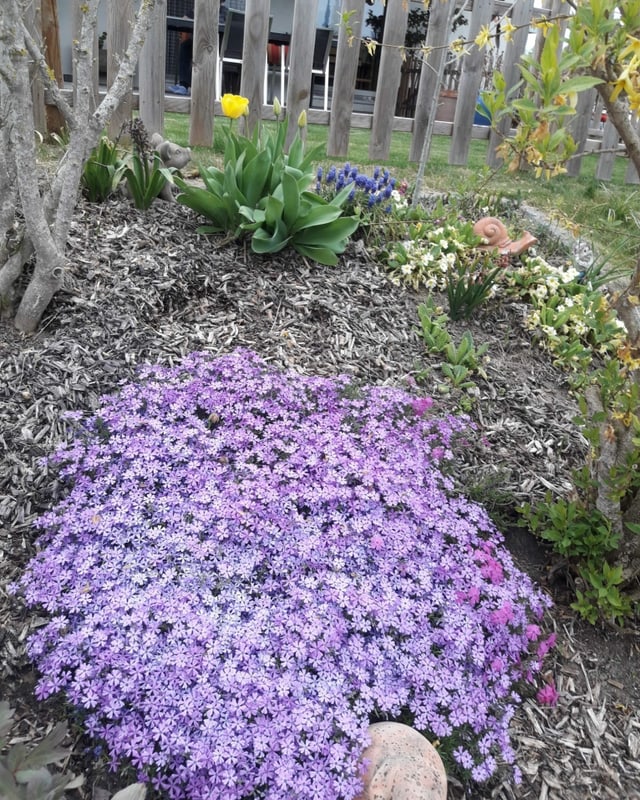 Lilafarbene Bodenkletterpflanzen in kleinem Schrebergarten.