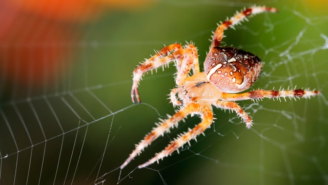 Eine Spinne sitzt im Netz. Eine Spinne sitzt im Netz.