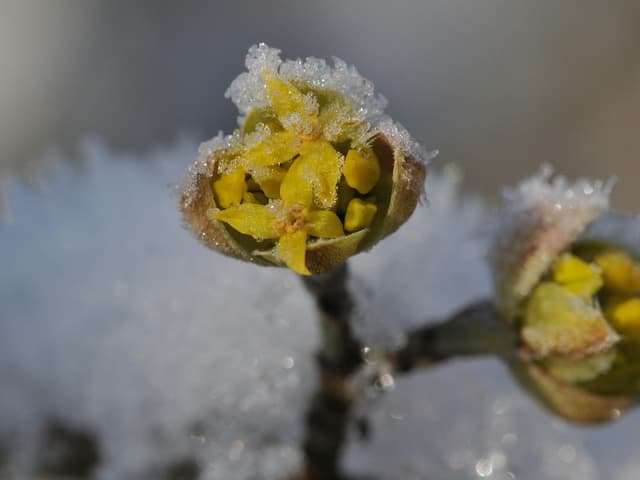 Ein Blüte mit etwas Schnee.