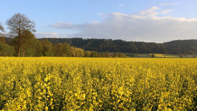 Blick über ein gelbes Rapsfeld. Blick über ein gelbes Rapsfeld.
