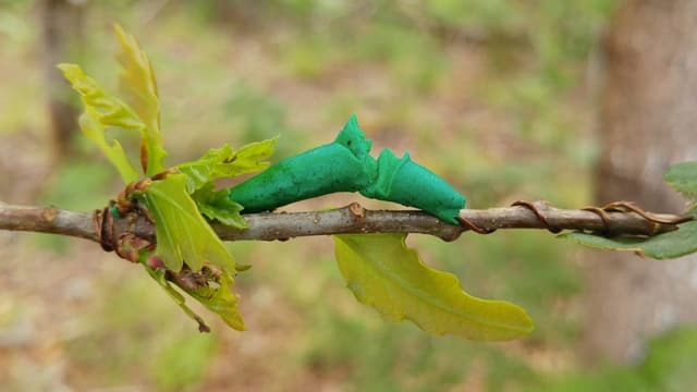 Eine Raupe aus Knetmasse wurde von einem Vogel zerstört. Eine Raupe aus Knetmasse wurde von einem Vogel zerstört.