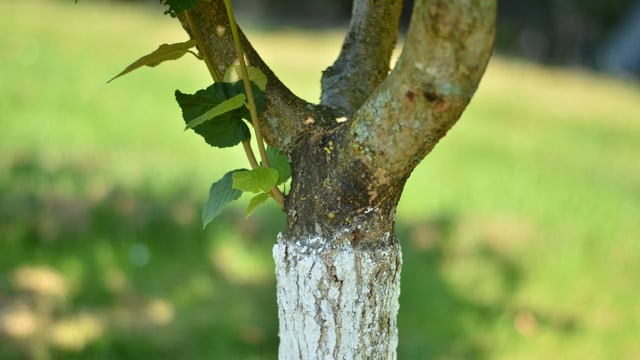 Unten ist der Baumstamm eines XY und oben der Haselstrauch. Unten ist der Baumstamm eines XY und oben der Haselstrauch.
