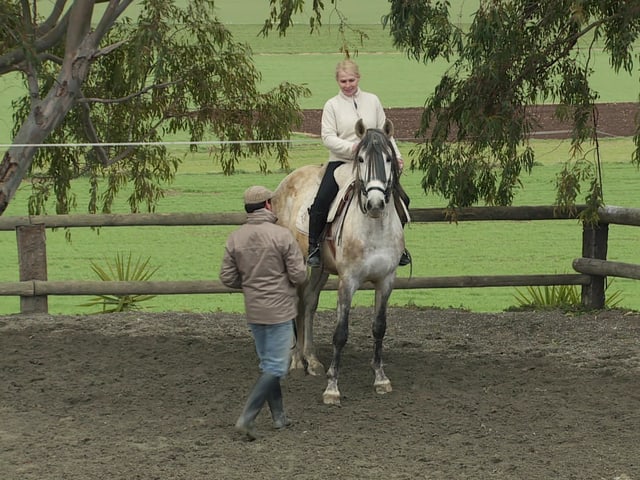 Eine Frau sitzt auf einem Hengst, daneben ist ein Mann, der beim Training hilft. Eine Frau sitzt auf einem Hengst, daneben ist ein Mann, der beim Training hilft.