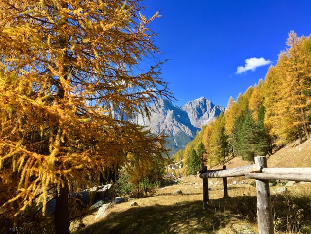 Goldgelb gefärbte Lärchen im Unterengadin. Die Wiesen neben dem Wanderweg sind braun, der Himmel ist tief blau. Goldgelb gefärbte Lärchen im Unterengadin. Die Wiesen neben dem Wanderweg sind braun, der Himmel ist tief blau.
