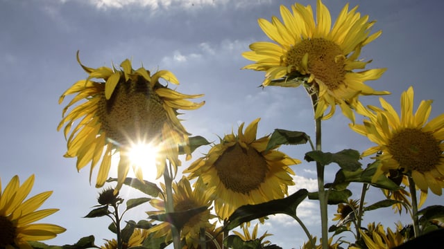 Die Sonne scheint durch ein Sonnenblumenfeld hindurch Die Sonne scheint durch ein Sonnenblumenfeld hindurch
