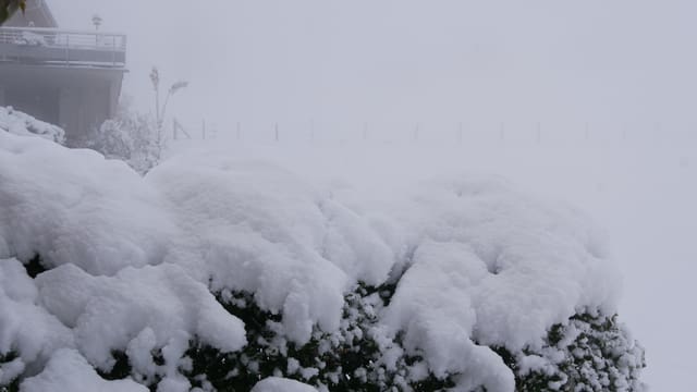 Schneebedeckte Sträucher Schneebedeckte Sträucher