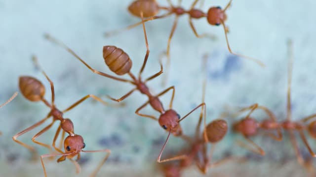 Ameisen sterben durch mysteriösen Pilz