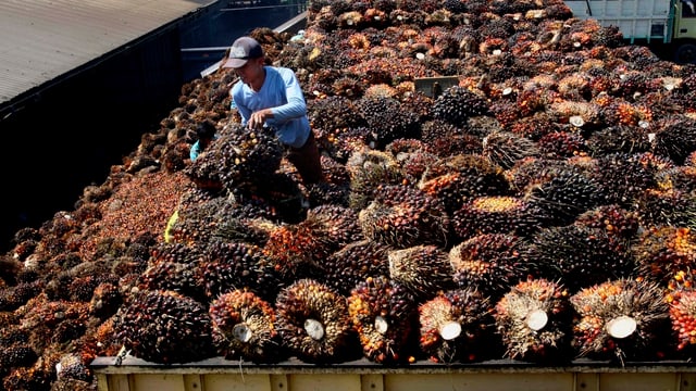 Früchte einer Palme für die Palmölproduktion Früchte einer Palme für die Palmölproduktion