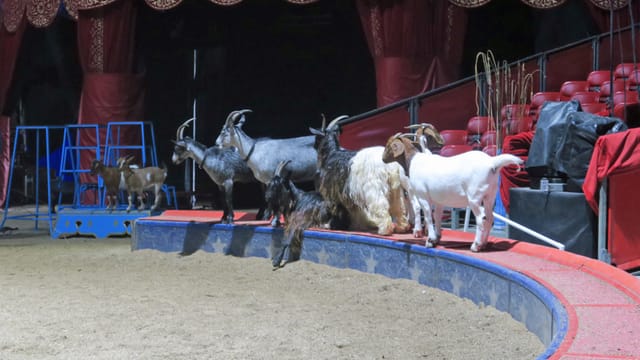 Geissen in der Manege des Cirkus Knie. Geissen in der Manege des Cirkus Knie.