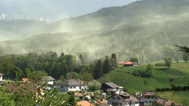 Gelbe Blütenstaubwolke im Kanton Freiburg Gelbe Blütenstaubwolke im Kanton Freiburg