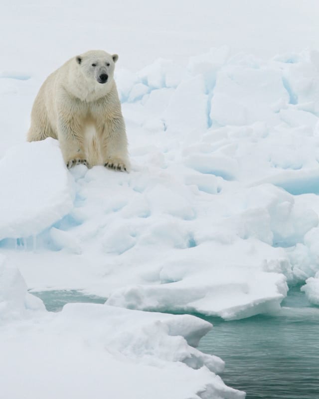Eisbär auf Spitzbergen Eisbär auf Spitzbergen