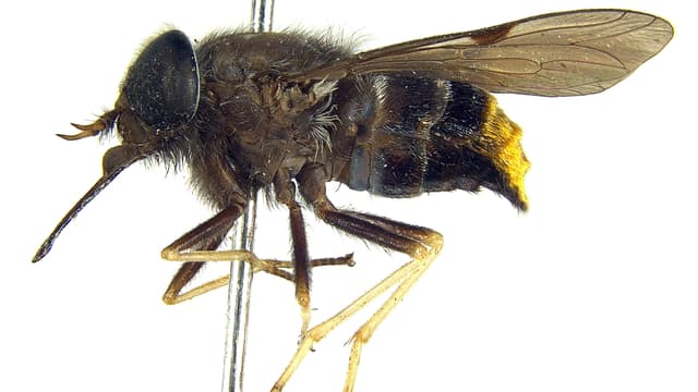 Scaptia beyonceae Scaptia beyonceae